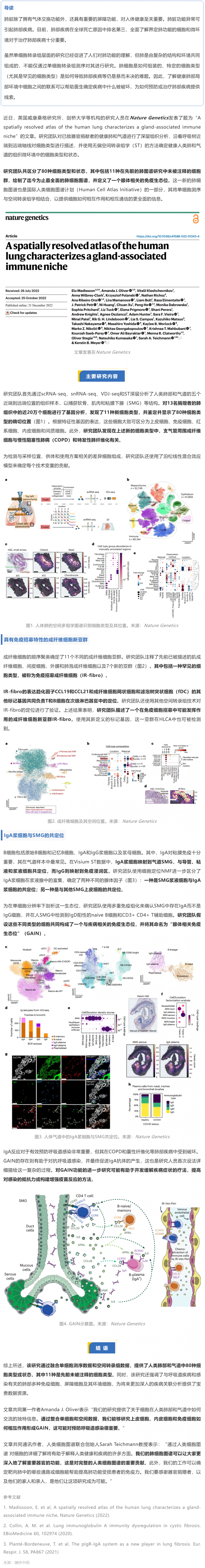 Nat Genet 發布迄今最全面的人類肺細胞空間圖譜，首次揭示腺體相關的免疫生態位